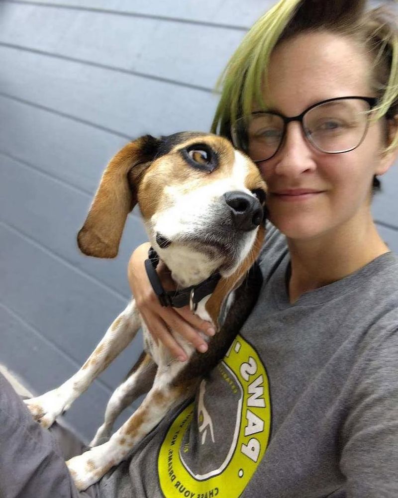 Beagle