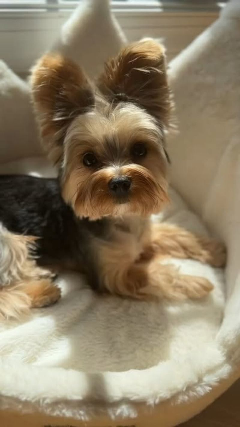 Yorkshire Terrier