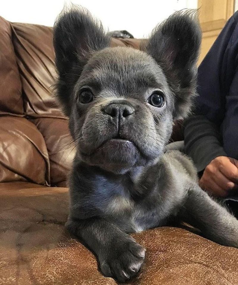 French Bulldog