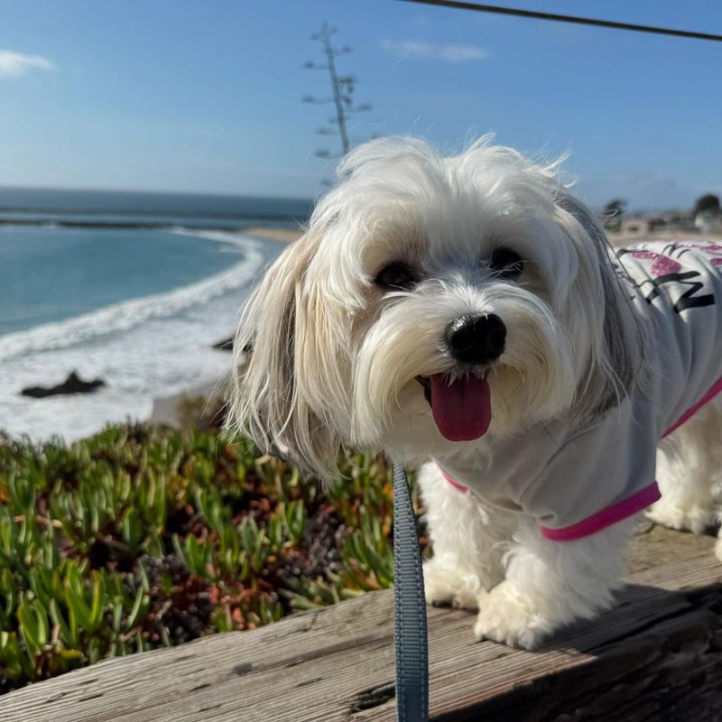Havanese