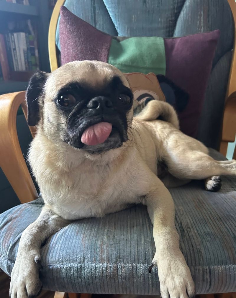 Pug