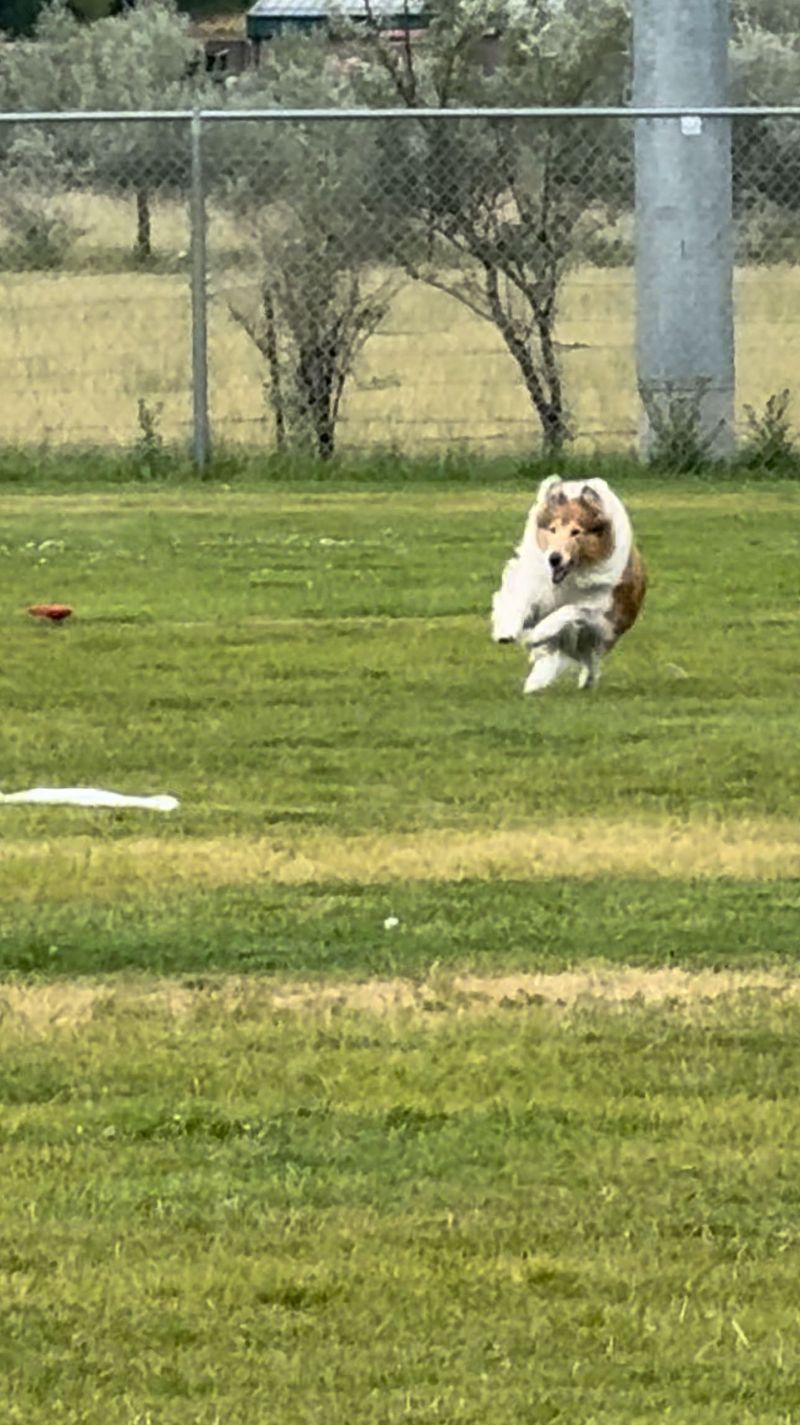 Collie