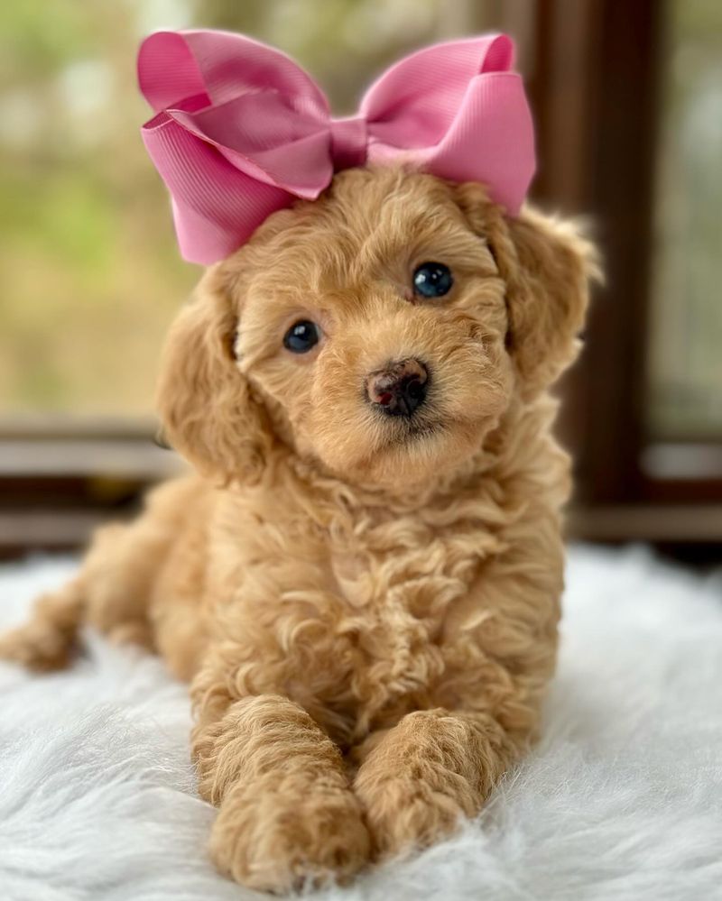 Toy Poodle