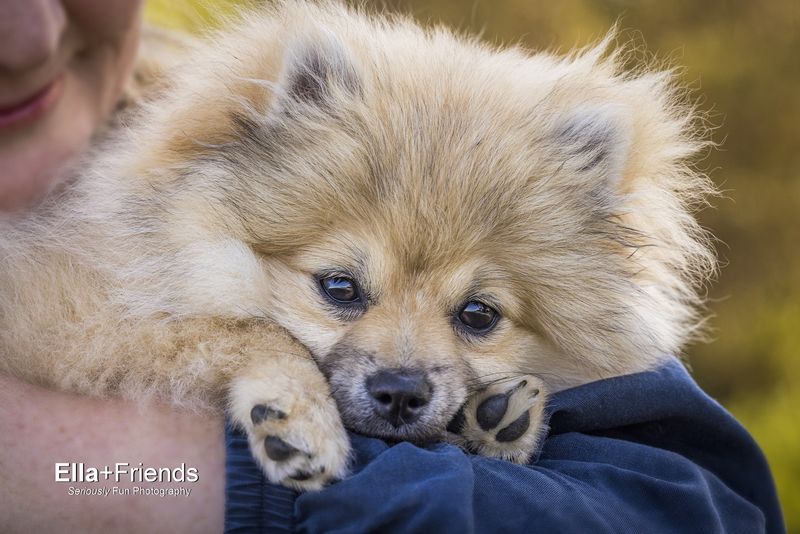 Pomeranian