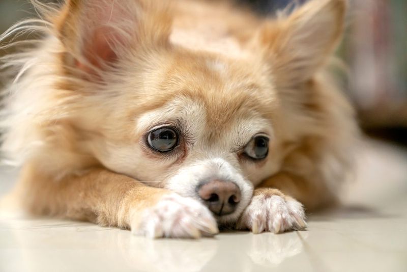 Chihuahua