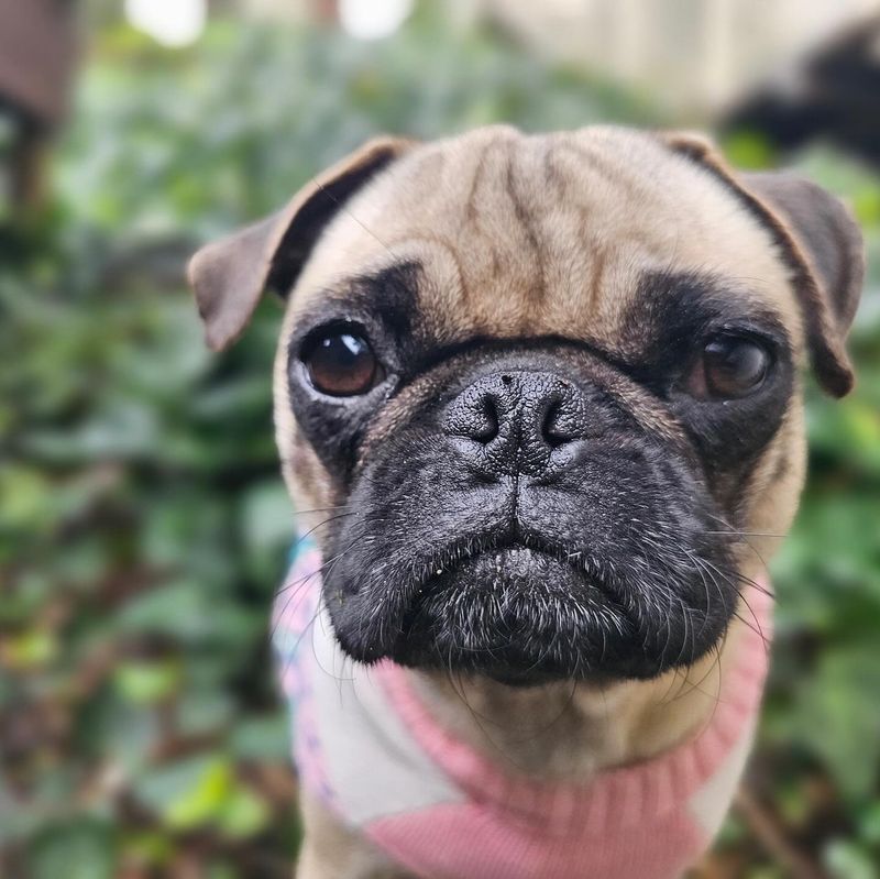 Pug