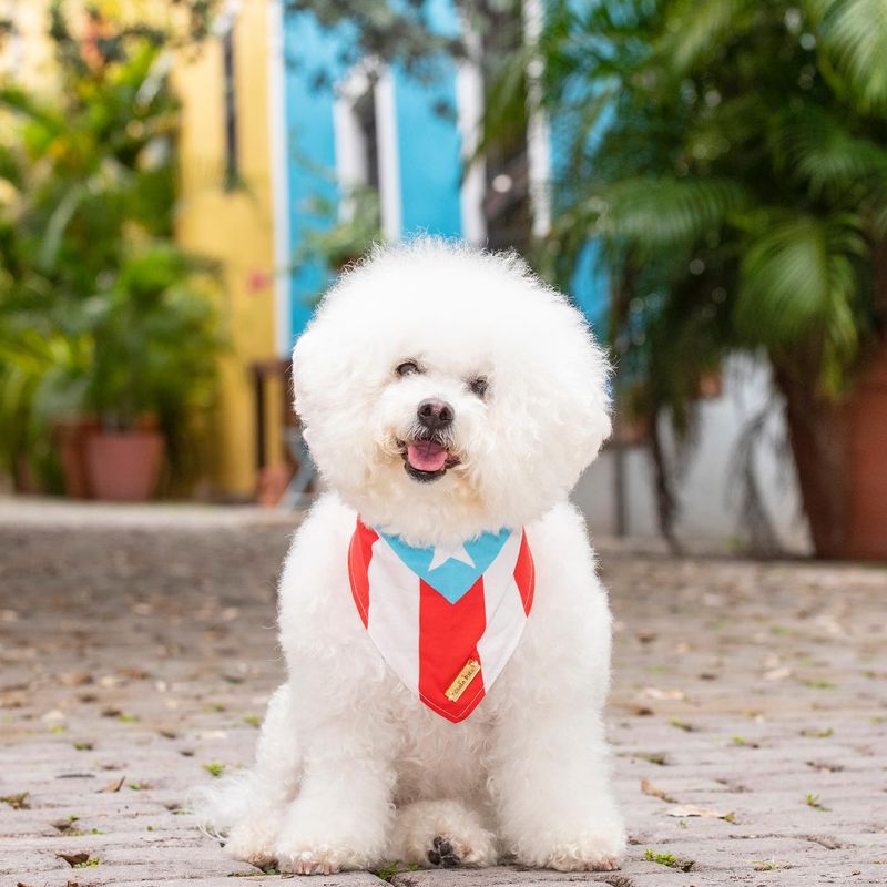 Bichon Frise