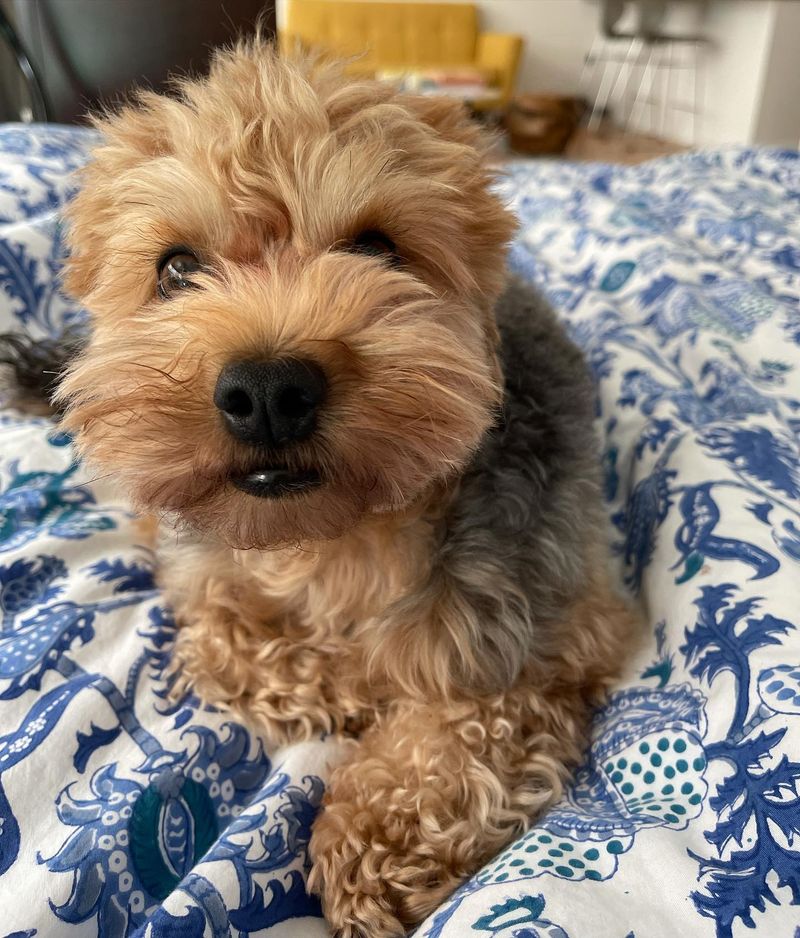 Yorkipoo