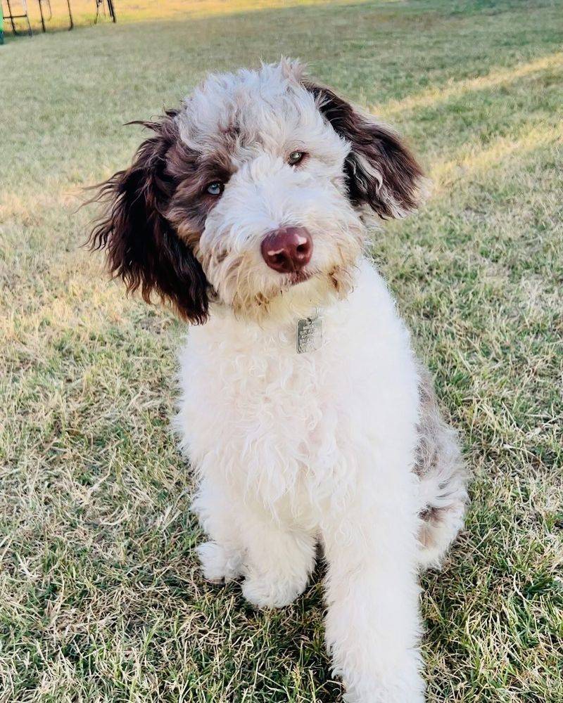 Bordoodle