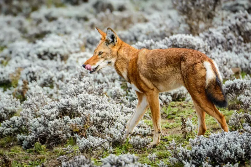 Simien Jackal