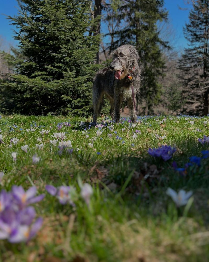 Irish Wolfhound