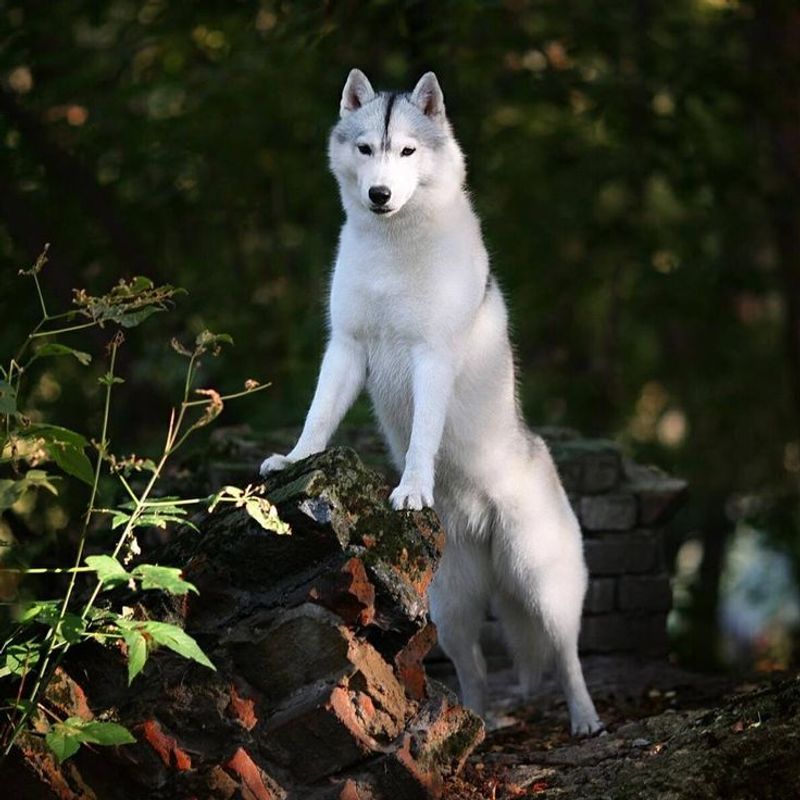 Siberian Husky