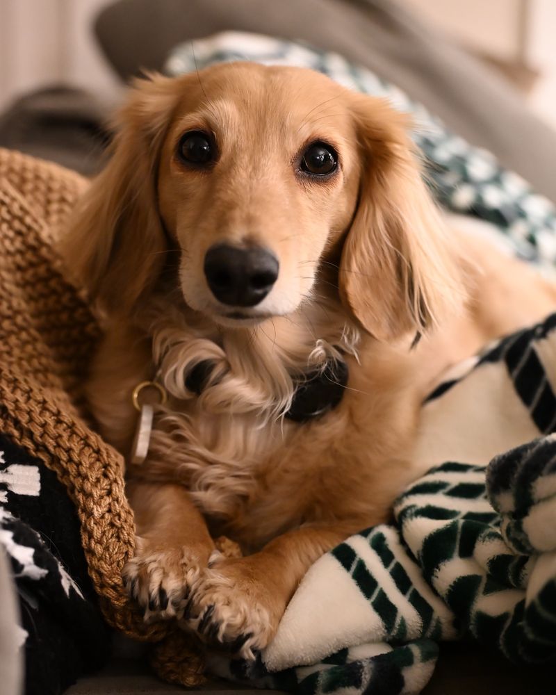 Dachshund