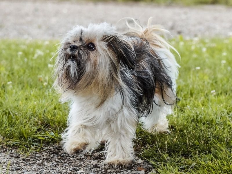Barking Tendencies