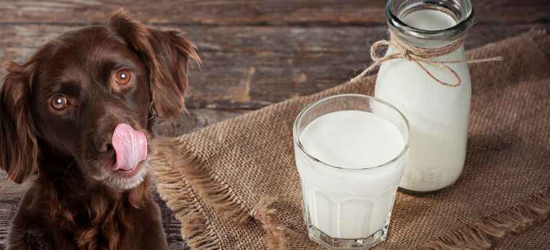Milk and Dairy Products