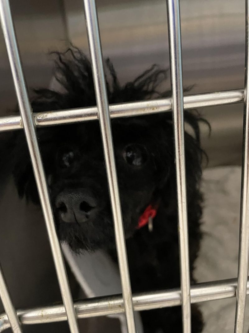 Piper the Playful Poodle