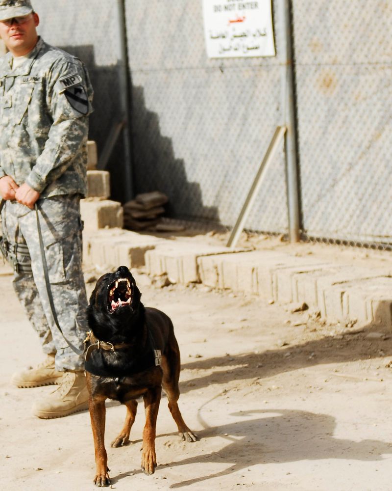 Patrol Dogs