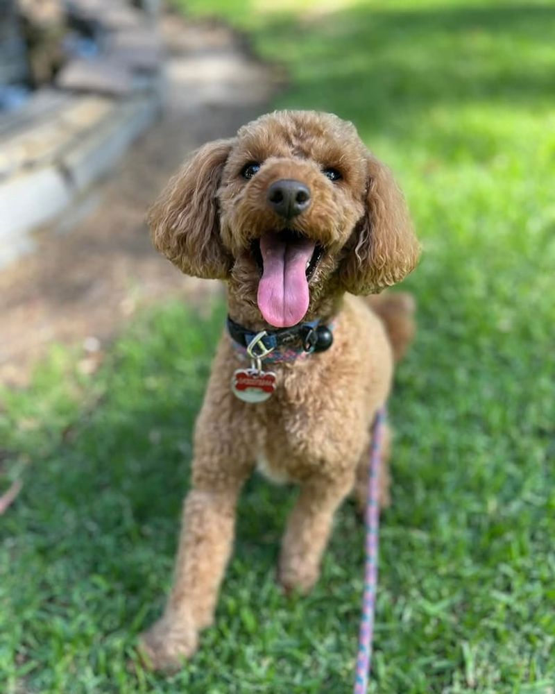 Toy Poodle