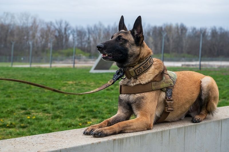 Belgian Malinois