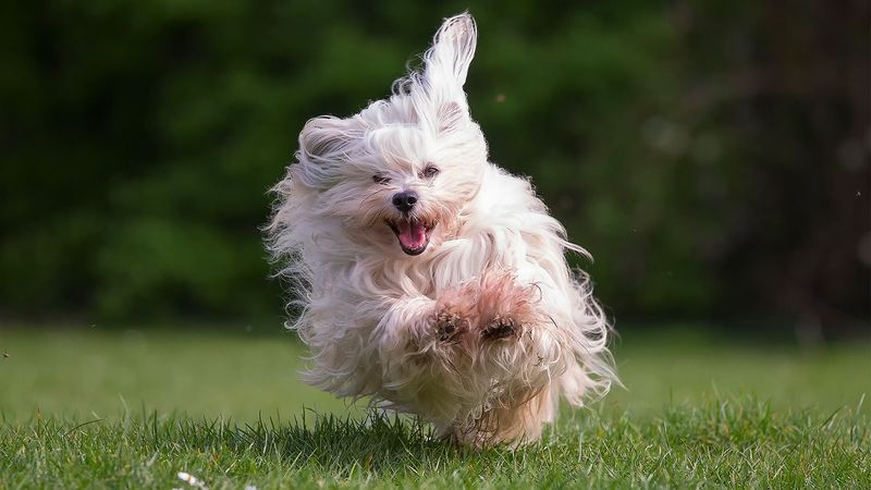 Havanese
