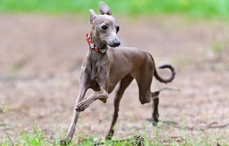 Italian Greyhound