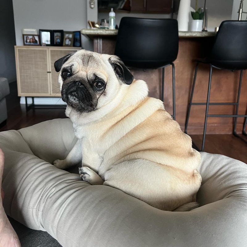 Pug