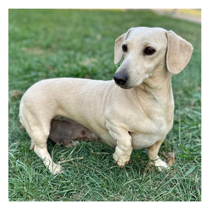 Dachshund
