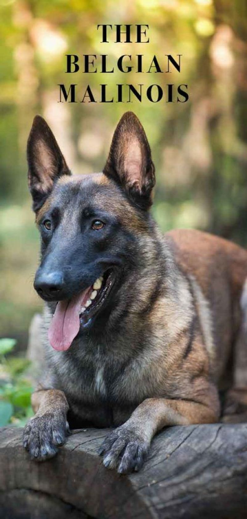Belgian Malinois