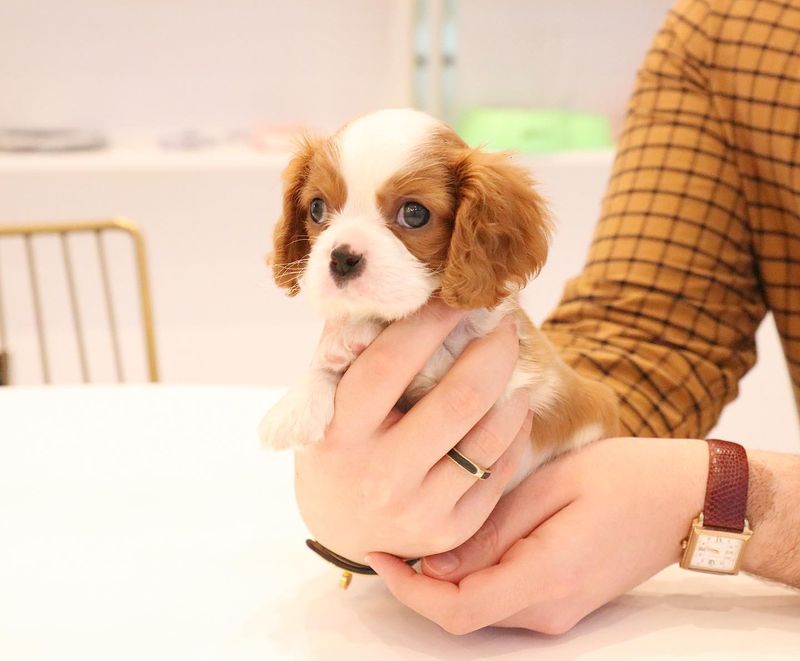Cavalier King Charles Spaniel