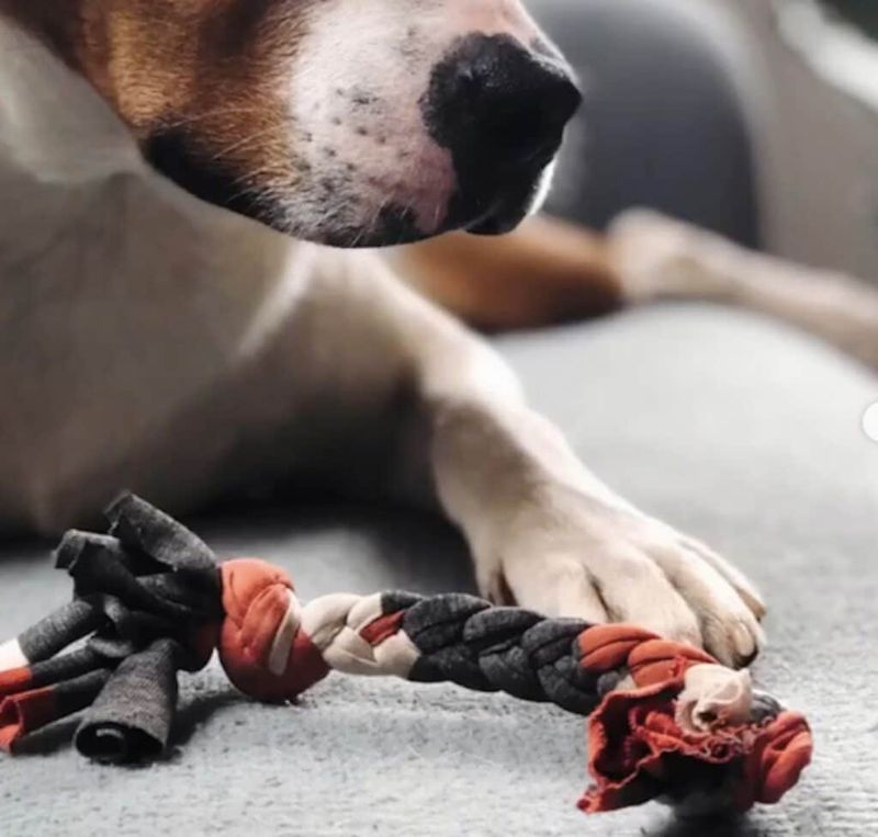 Dog-friendly DIY Crafts