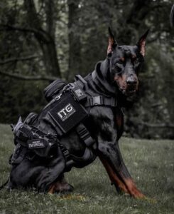 10 Specialized Military Dog Roles — And the Breeds That Excel at Them ...