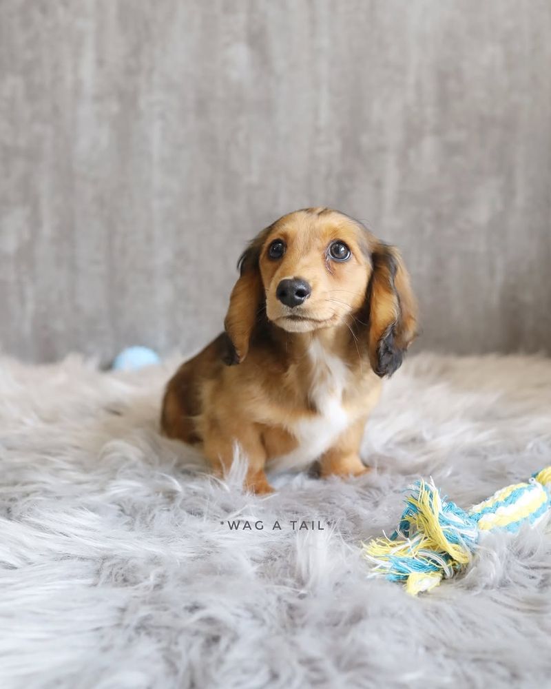 Dachshund