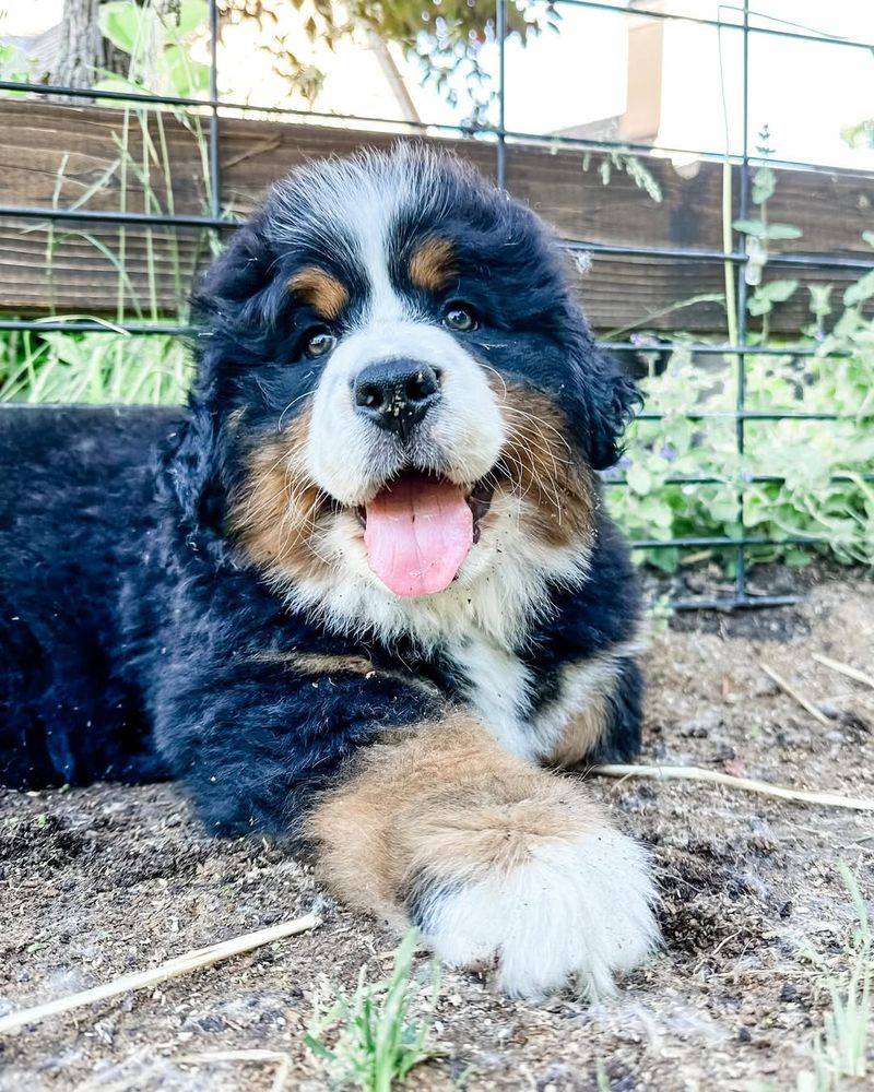 Bernese Mountain Dog
