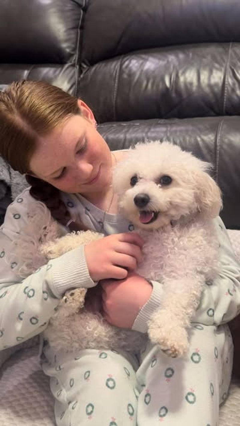 Bichon Frise