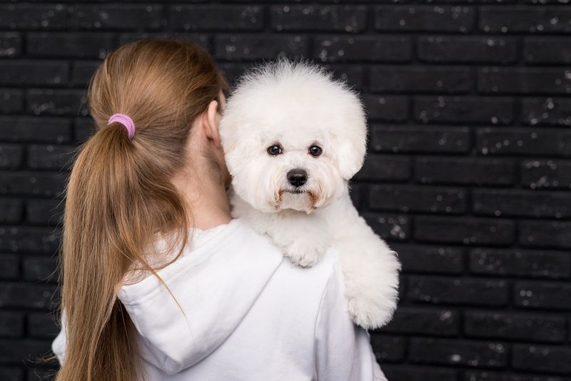Bichon Frise