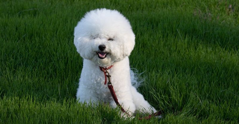 Bichon Frise