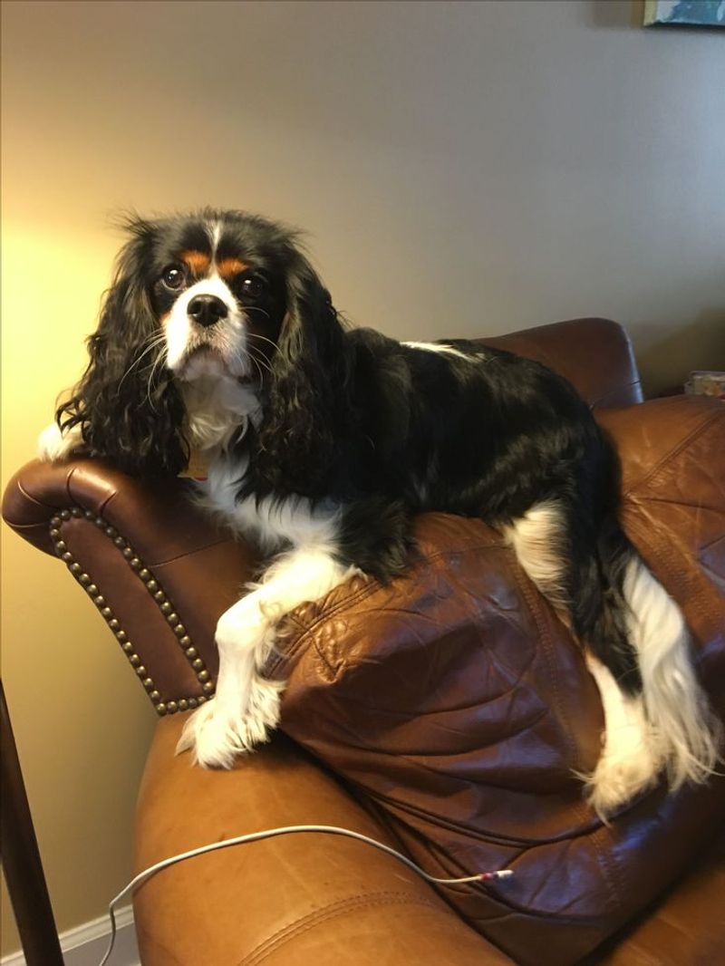 Cavalier King Charles Spaniel