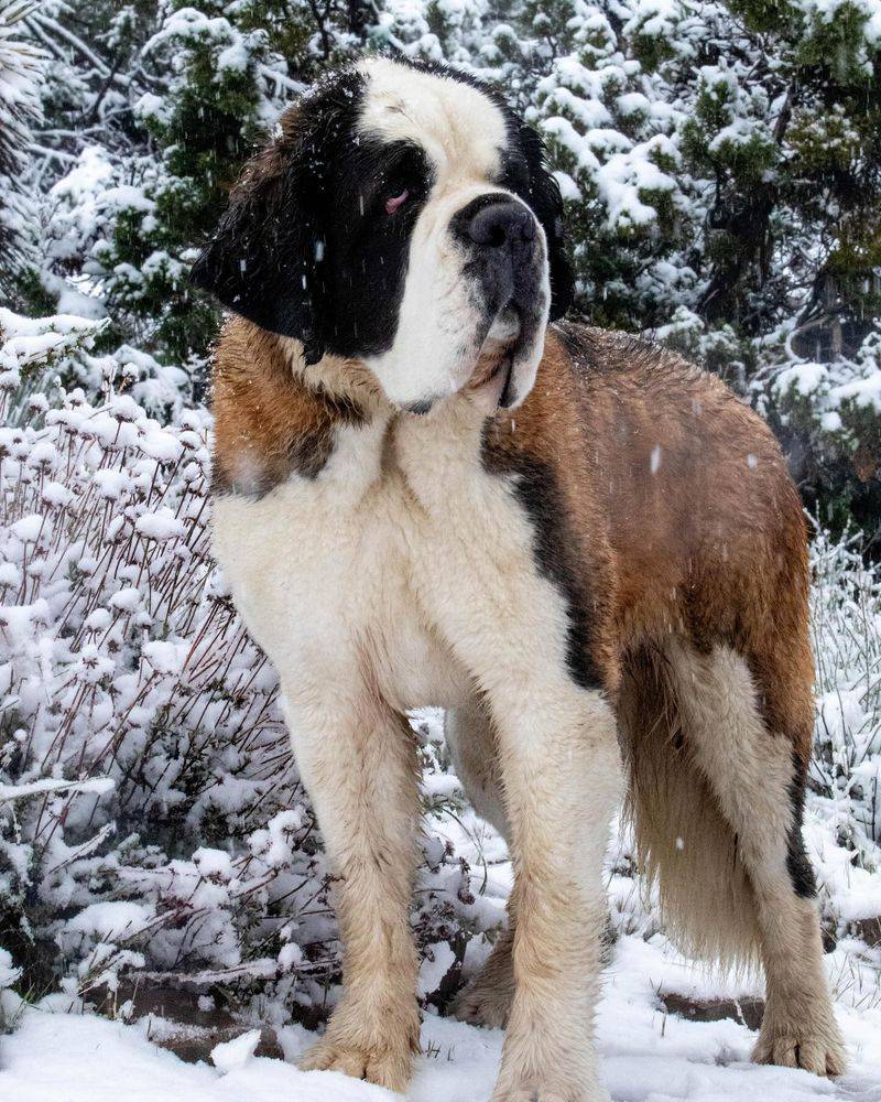 Saint Bernard