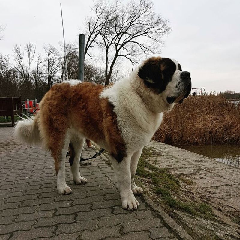Saint Bernard