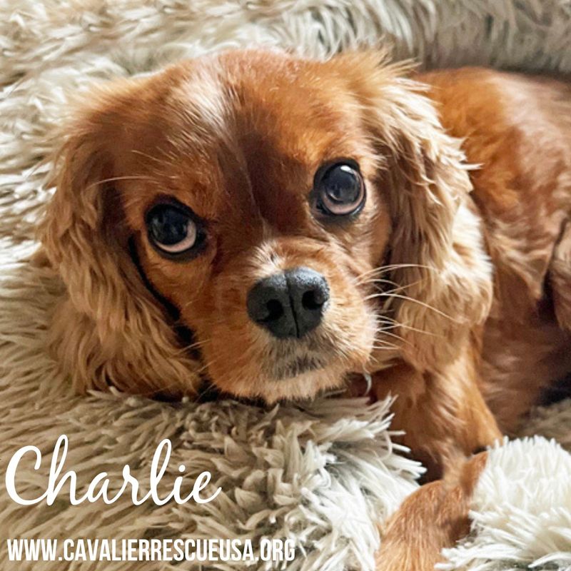 Cavalier King Charles Spaniel