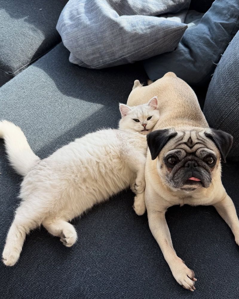 Pug