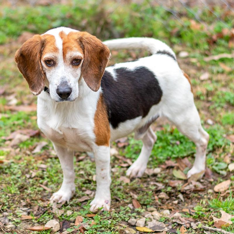 Beagle