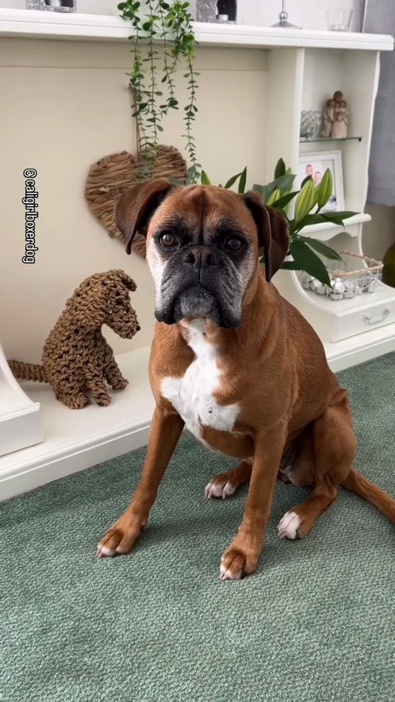 Boxer