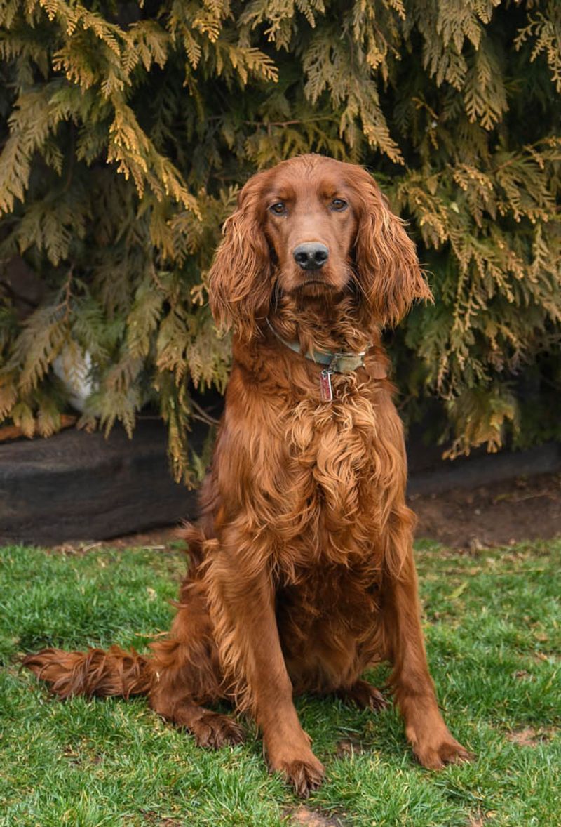 Irish Setter