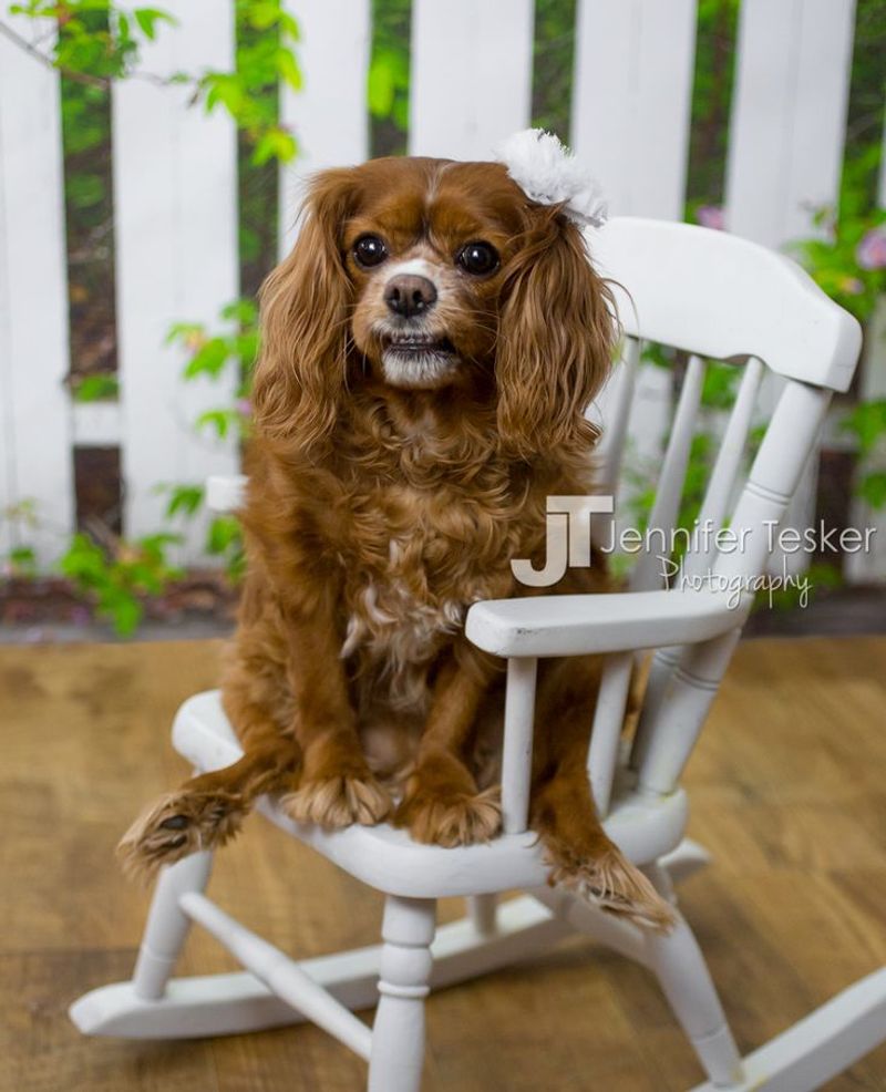 Cavalier King Charles Spaniel