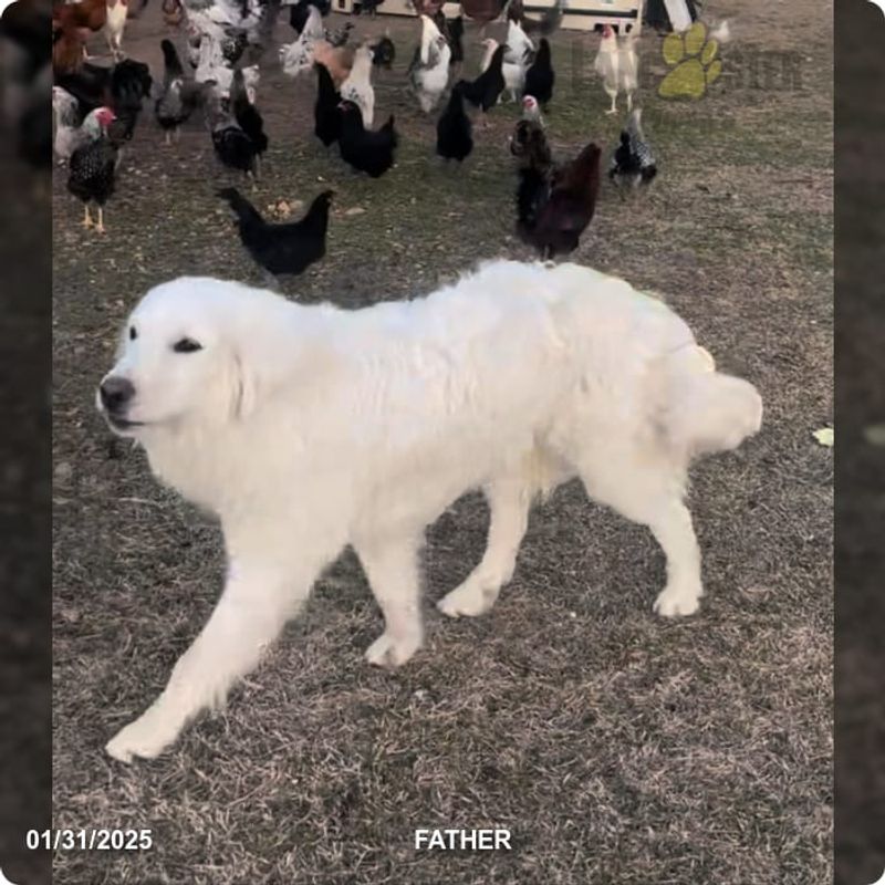 Great Pyrenees