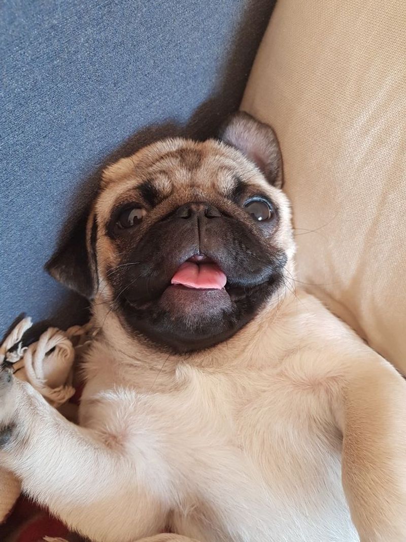Pug