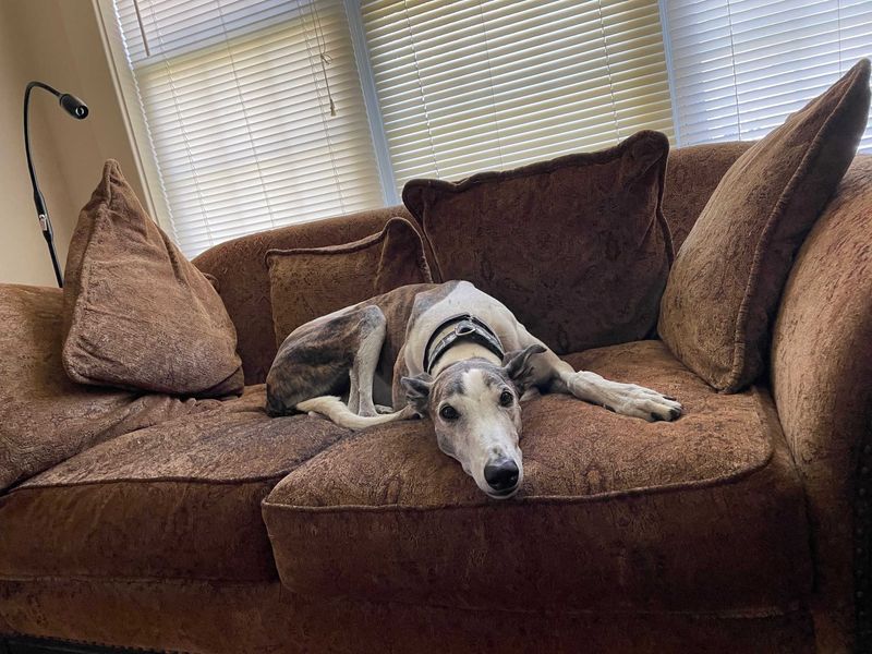 Greyhound