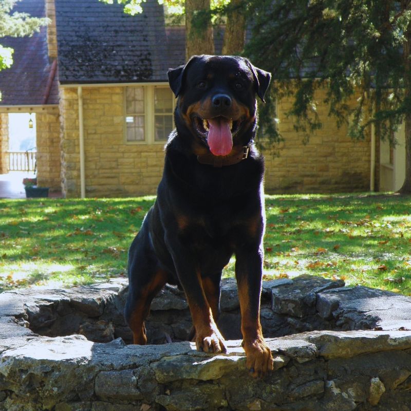Rottweiler
