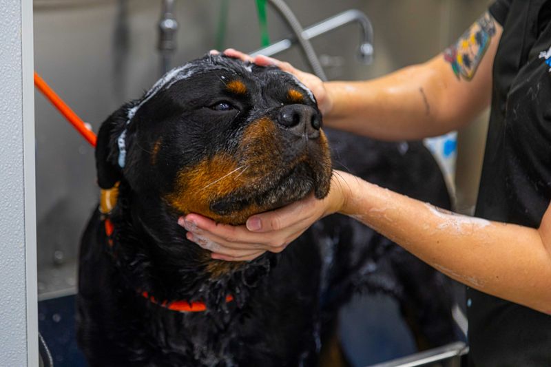 Requires Regular Grooming